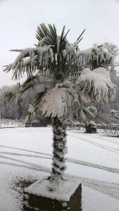 Palme kaufen ,Welche Palmensorten überstehen ein Winter in Deutschland