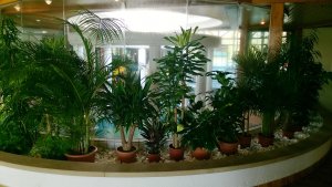 Pflegeleichte Palmenarten für das Büro, Wohnung und Wintergarten