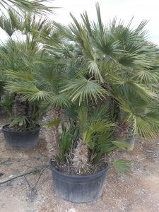 Eingepflanzt kann dies Palmensorte den Winter überstehen