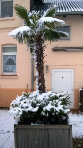 Palmen kaufen die im Winter ohne Winterschutz überleben.